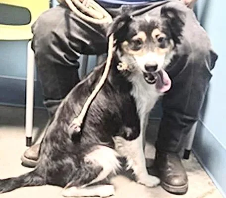 An adult medium-sized female Australian Cattle Dog / Blue Heeler dog named Roca for adoption in Houston, TX