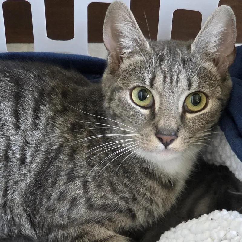 An adult medium-sized female Gray / Blue / Silver Domestic Short Hair cat named Curly Fry for adoption in York, PA
