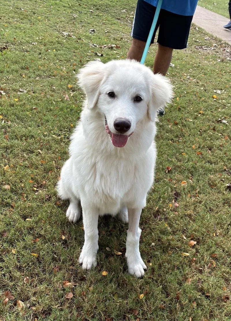 A young extra large-sized male Great Pyrenees dog named Max for adoption in Garland, TX