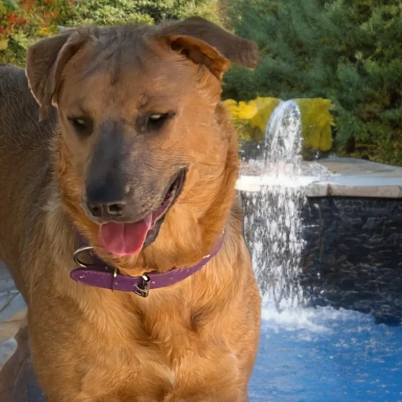 An adult medium-sized male Labrador Retriever dog named Apple for adoption in Kingman, AZ