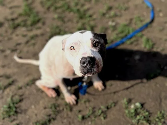 An adult medium-sized female English Bulldog dog named Gemini for adoption in Omaha, NE