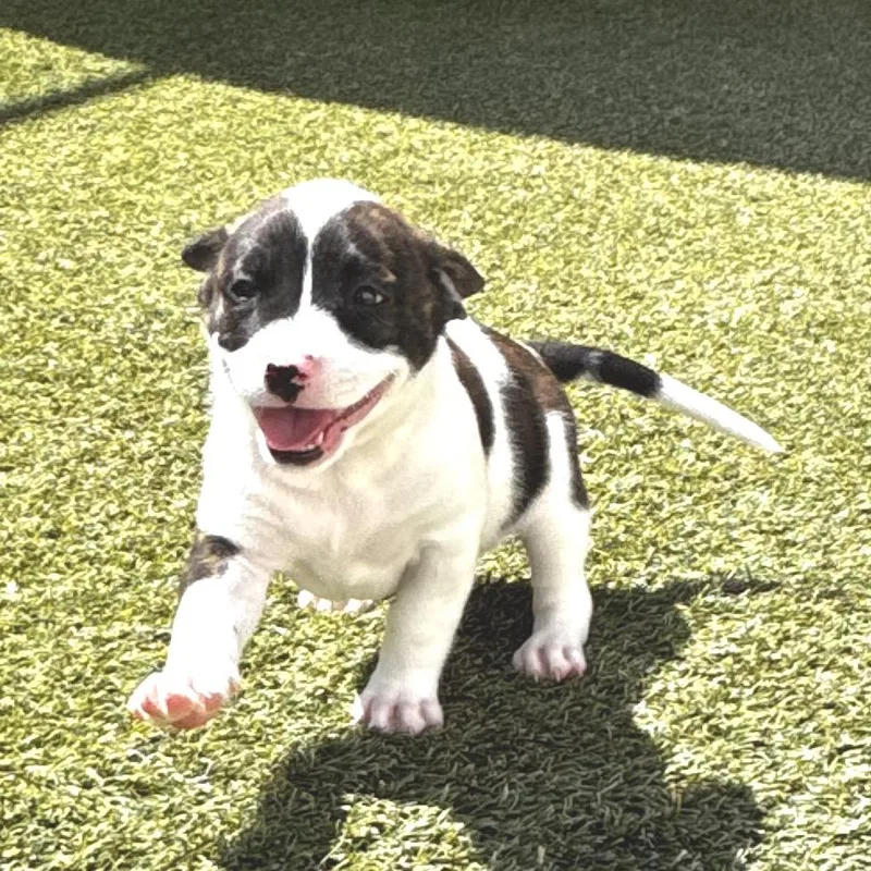 A baby medium-sized female White / Cream Terrier dog named Pepper for adoption in LOXAHATCHEE, FL