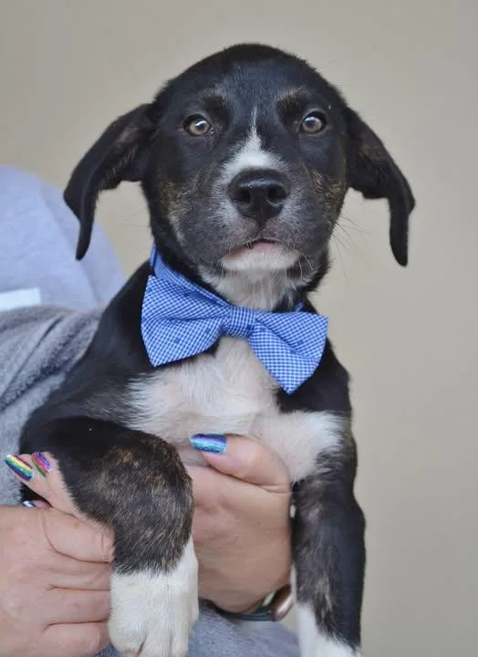A baby large-sized male Labrador Retriever dog named Glacier for adoption in McKinney, TX
