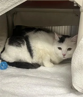 A young medium-sized female Domestic Medium Hair cat named Cosmos for adoption in Derwood, MD