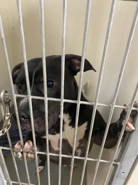 An adult large-sized female Pit Bull Terrier dog named Onyx for adoption in Vancouver, WA