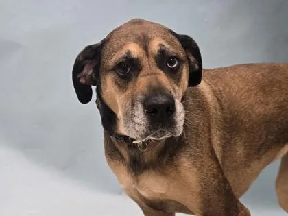 An adult large-sized female Hound dog named Mimi for adoption in Coon Rapids, MN