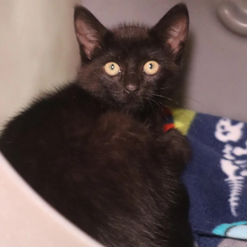 A baby small-sized female Black Domestic Short Hair cat named Linked In for adoption in Waukesha, WI