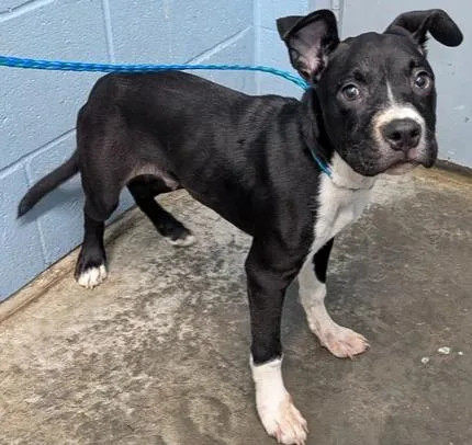 A baby medium-sized male Boxer dog named Chorizo for adoption in Evansville, IN