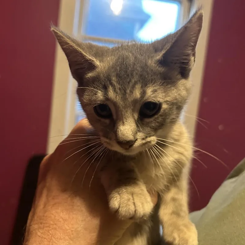 A baby small-sized female Gray / Blue / Silver Domestic Short Hair cat named Sunshine for adoption in Johnstown, PA