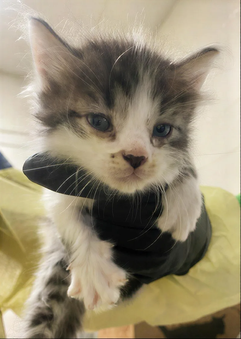A baby medium-sized male Tabby (Brown / Chocolate) Domestic Short Hair cat named Maverick for adoption in Nashville, TN
