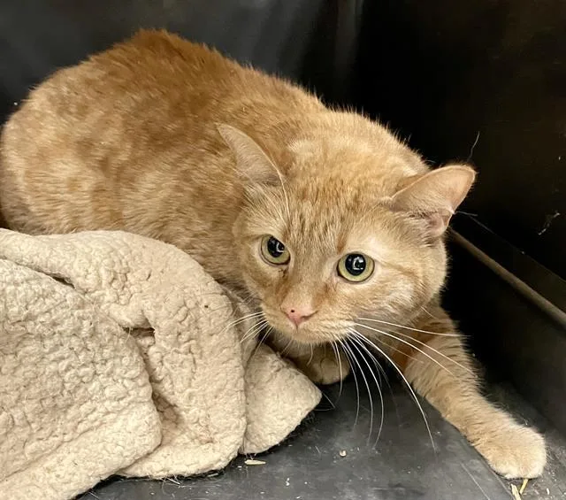 An adult medium-sized female Orange / Red Domestic Short Hair cat named Penny for adoption in Clyde, NC