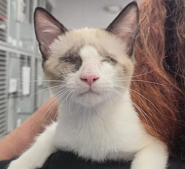 A baby small-sized female Siamese cat named Sassy for adoption in Tucson, AZ
