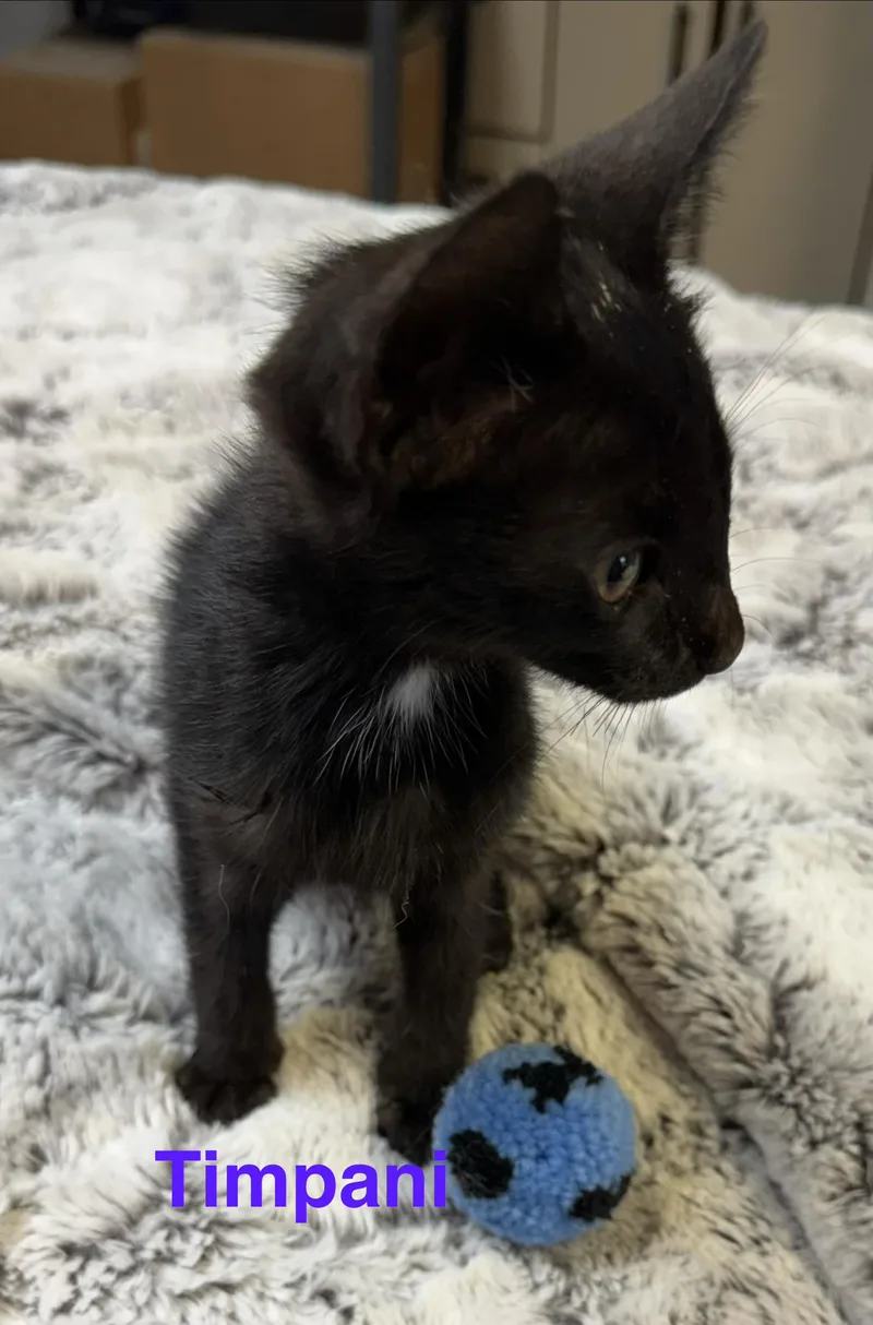 A baby small-sized female Black Domestic Short Hair cat named Timpani for adoption in Shrewsbury, MA