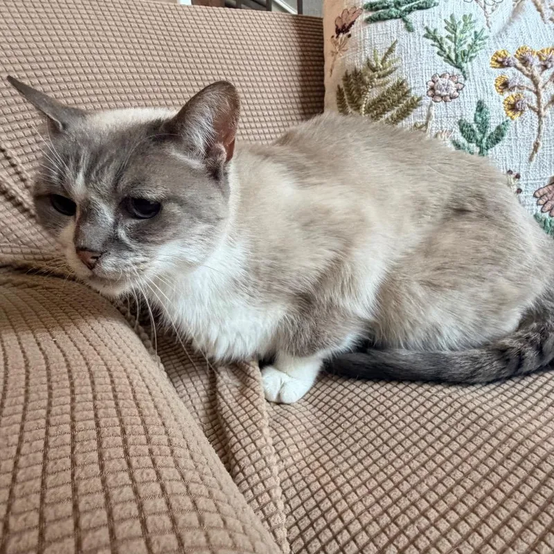 A senior small-sized female Buff / Tan / Fawn Siamese cat named Zoe for adoption in Flower Mound, TX