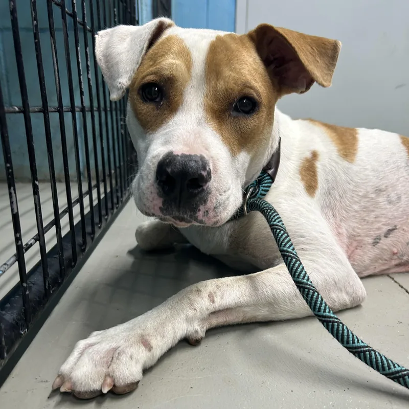 A young medium-sized male Hound dog named Wishbone for adoption in Llano, TX