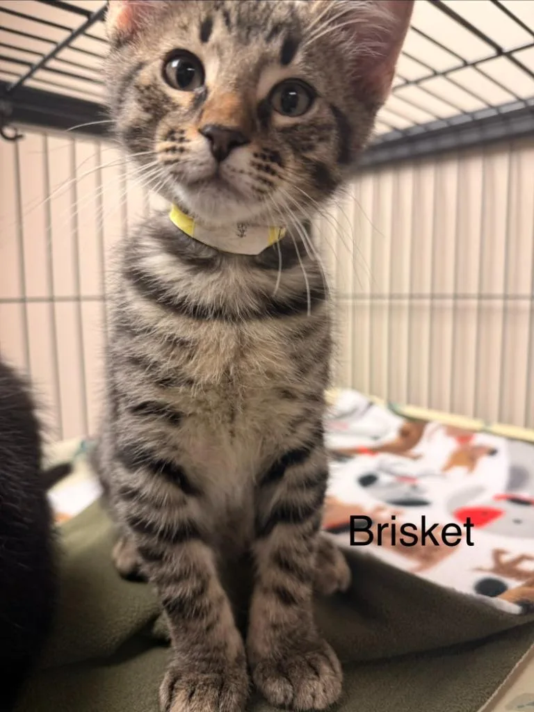 A baby small-sized male Domestic Short Hair cat named Brisket for adoption in Blountville, TN