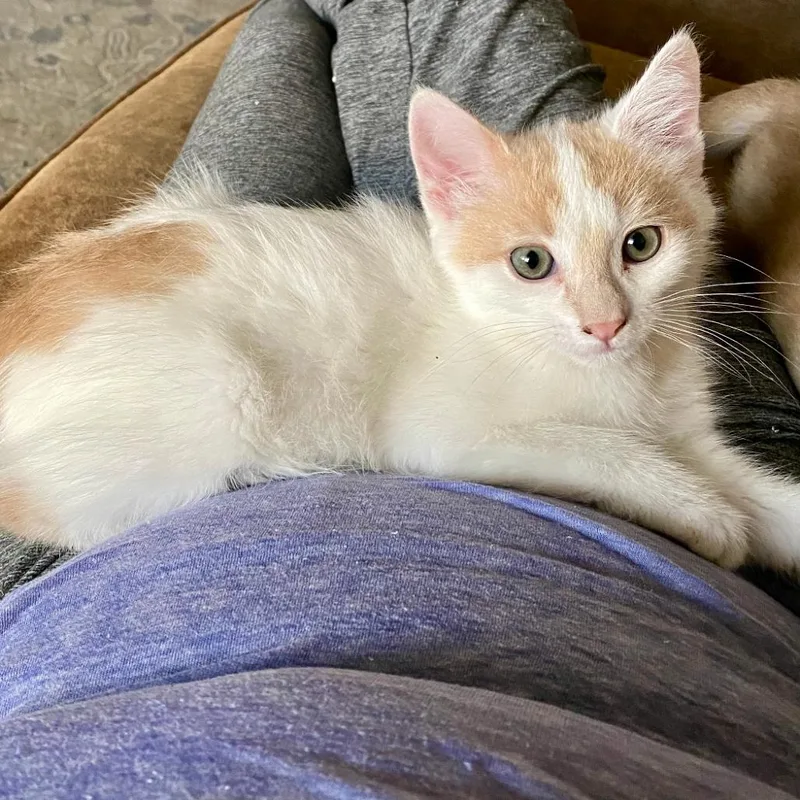 A baby small-sized male Flame Point Domestic Short Hair cat named Precious for adoption in Ashland, OR