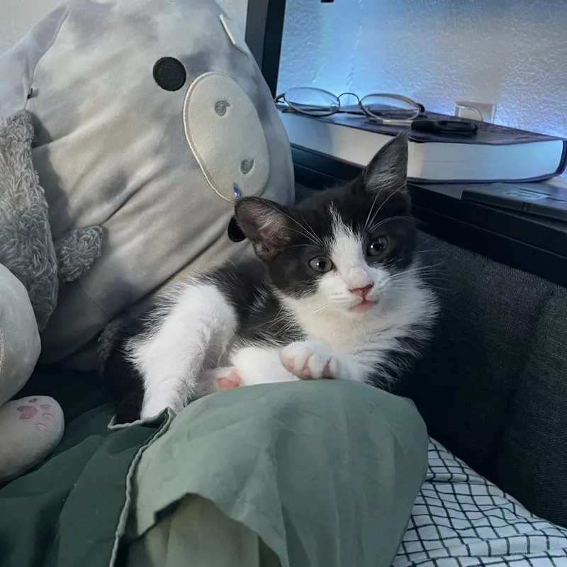 A baby small-sized female Black Domestic Short Hair cat named Taffy for adoption in Houston, TX