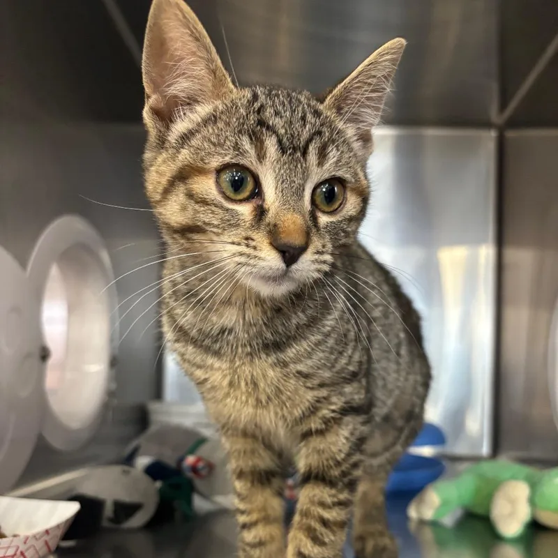 A baby small-sized female Brown / Chocolate Domestic Short Hair cat named Gamora for adoption in Spokane, WA