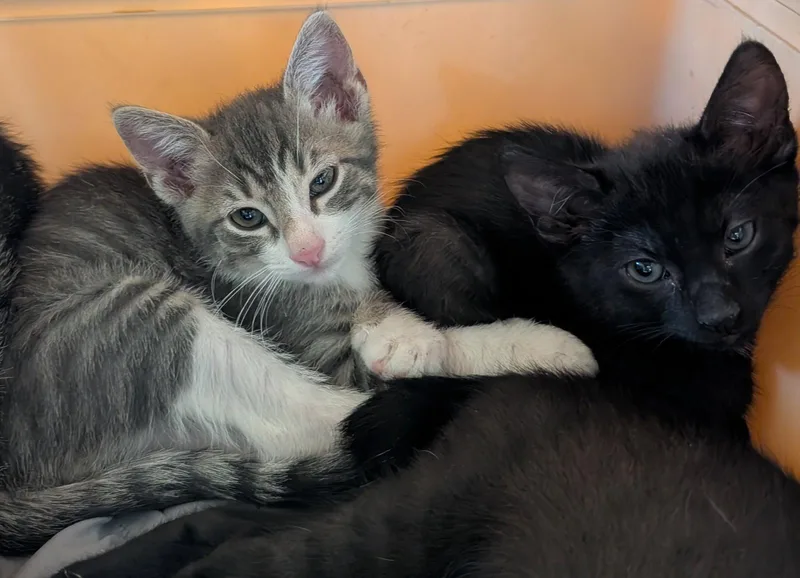 A baby medium-sized male Domestic Short Hair cat named Rascal for adoption in Glendale, AZ