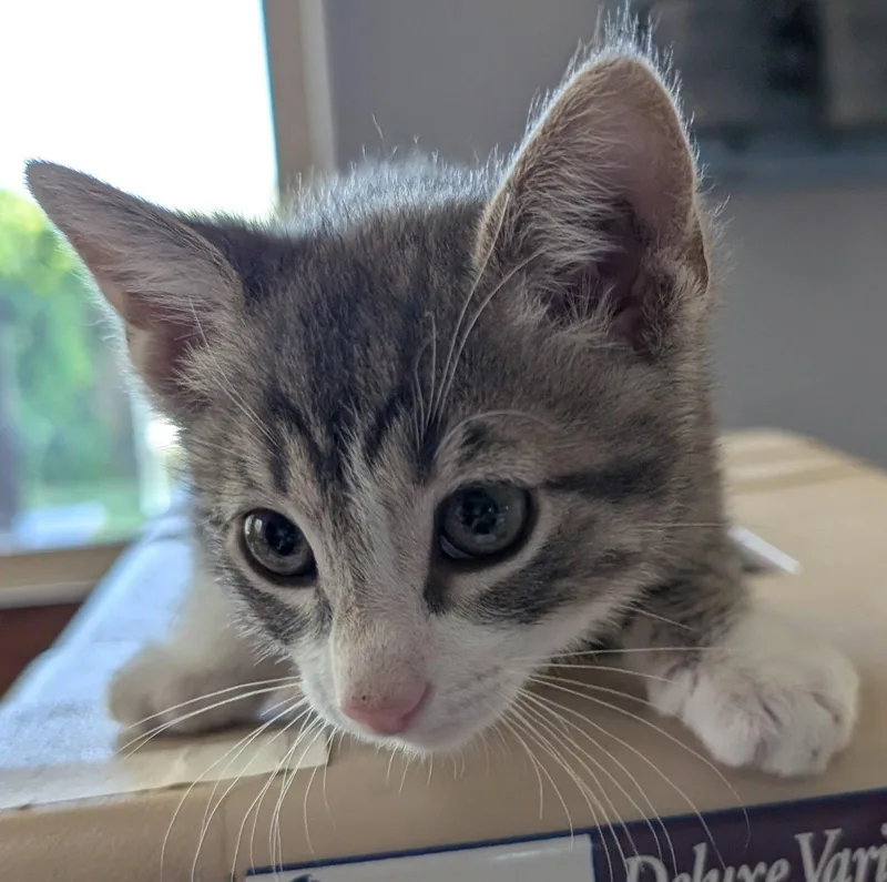 Rascal thumbnail 2