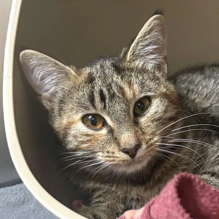 A young medium-sized female Torbie Domestic Short Hair cat named NCI Oksana for adoption in Port Washington, NY