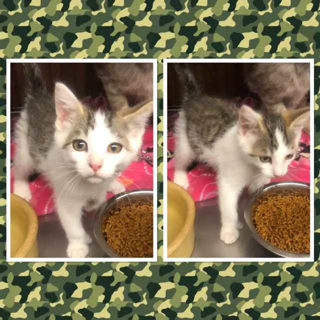 A baby small-sized female Tabby (Gray / Blue / Silver) Domestic Short Hair cat named Beans for adoption in Buckhannon, WV