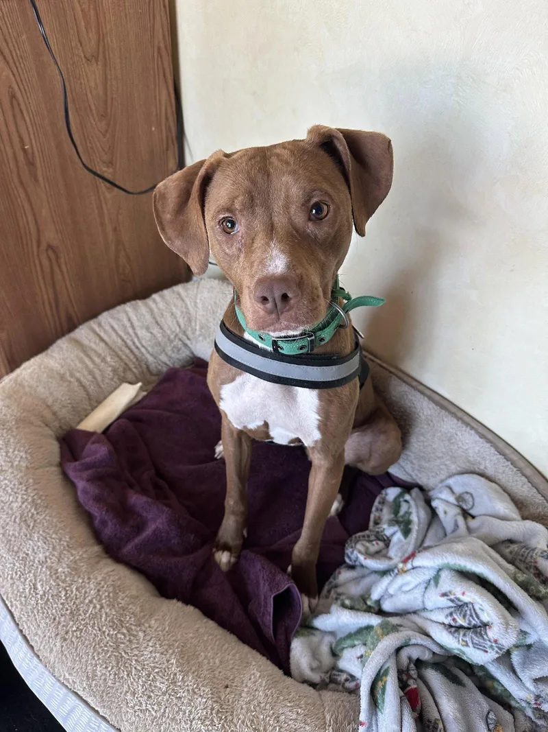 An adult medium-sized female Hound dog named Pebbles for adoption in Herndon, VA