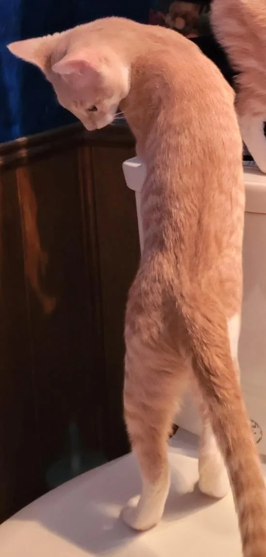 A young medium-sized male Orange & White Domestic Short Hair cat named Cheeto for adoption in Fort Worth, TX