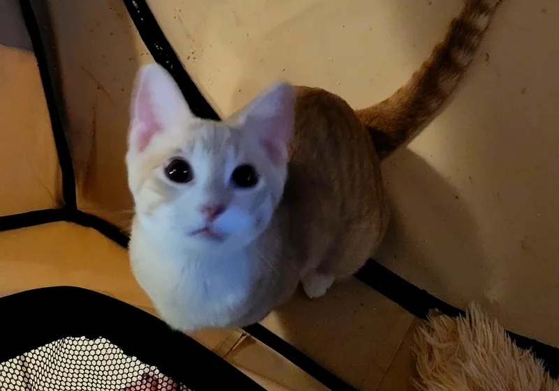 Cheeto thumbnail 2