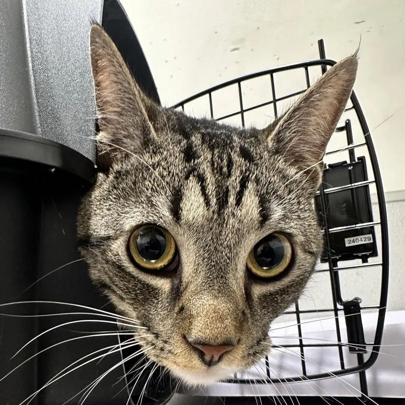 An adult large-sized female Tortoiseshell Domestic Short Hair cat named Sibyl for adoption in Clearwater, FL