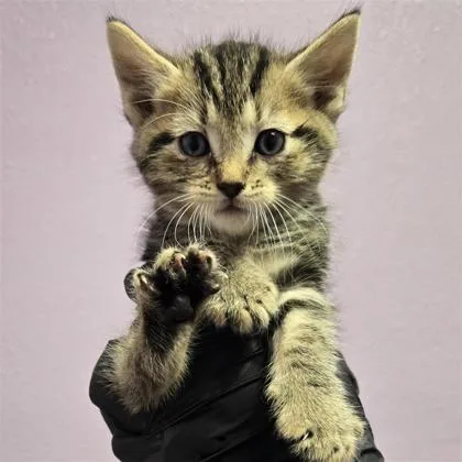 A baby small-sized male Domestic Short Hair cat named 61687903 for adoption in El Paso, TX