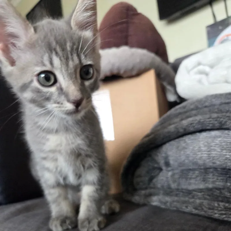 A baby small-sized male Gray / Blue / Silver Domestic Short Hair cat named Hummus for adoption in Brea, CA
