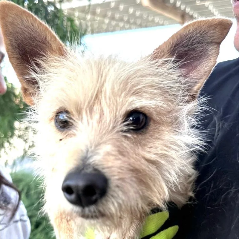 An adult small-sized male White / Cream Terrier dog named Guero for adoption in Sonoma, CA