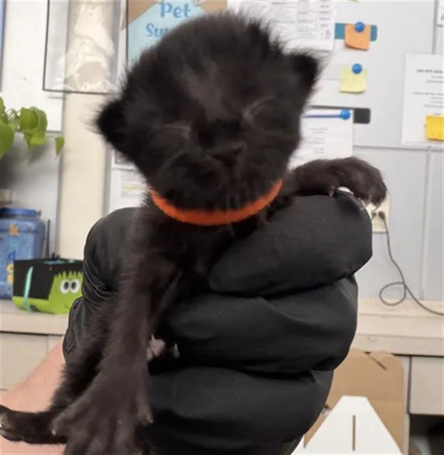 A baby medium-sized female Domestic Short Hair cat named Pretzel for adoption in Dallas, TX
