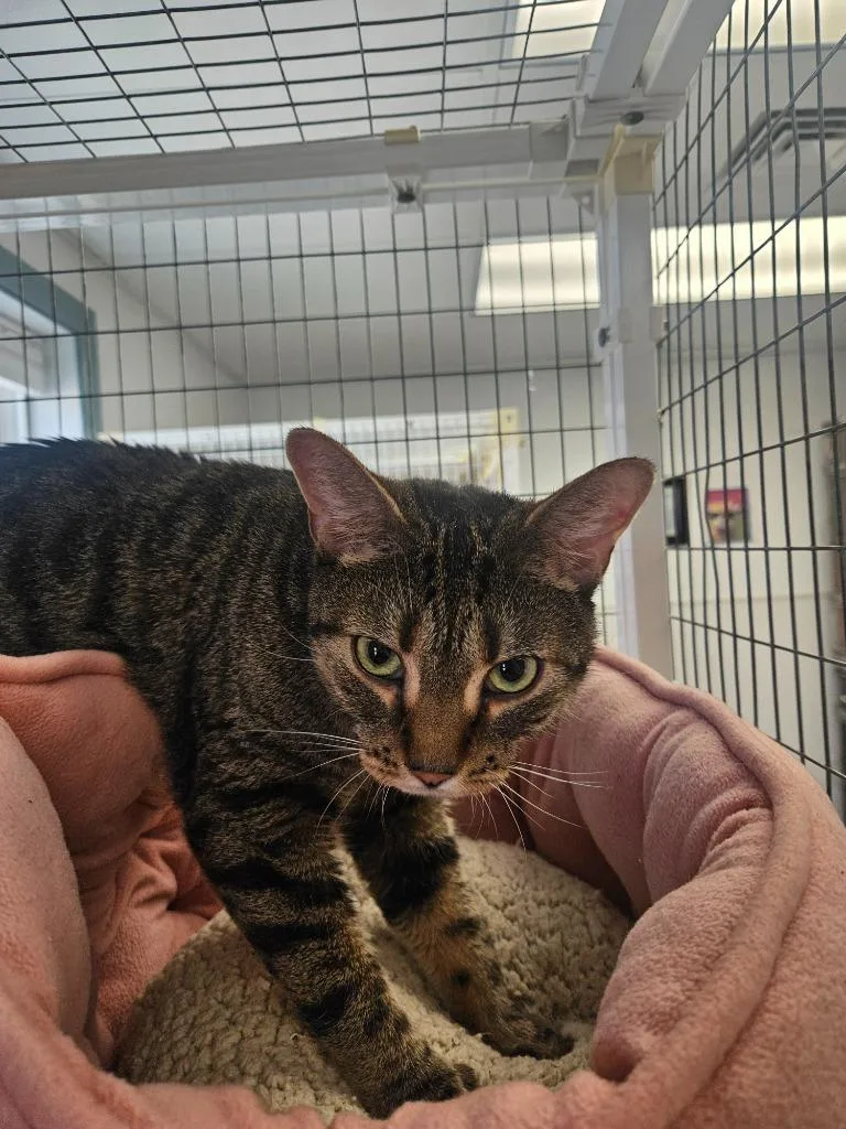 An adult medium-sized female Domestic Short Hair cat named Scout for adoption in Medfield, MA