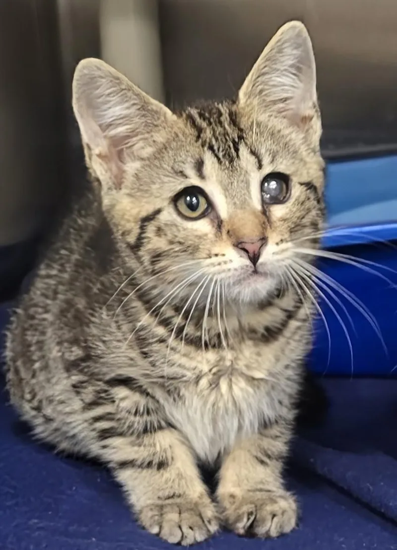 A baby large-sized male Tabby (Brown / Chocolate) Domestic Short Hair cat named Ken for adoption in Amityville, NY