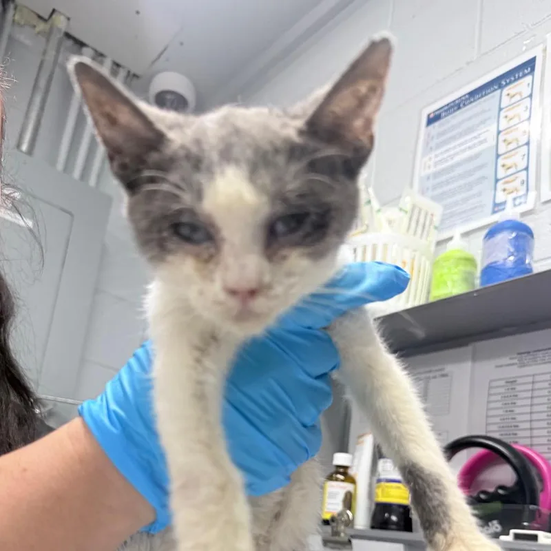 A baby small-sized female Domestic Short Hair cat named Noodle for adoption in Summerville, SC