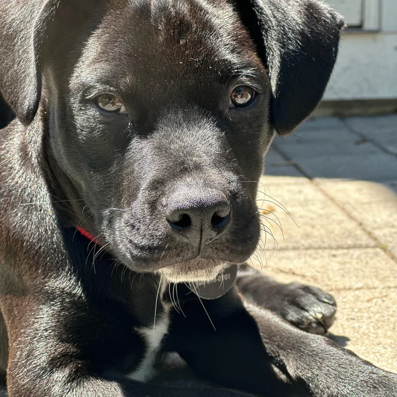 Duncan