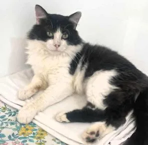 Tux Trimble thumbnail 4