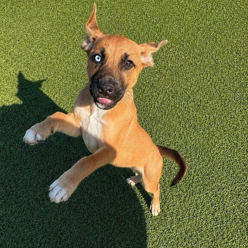 Bonnie