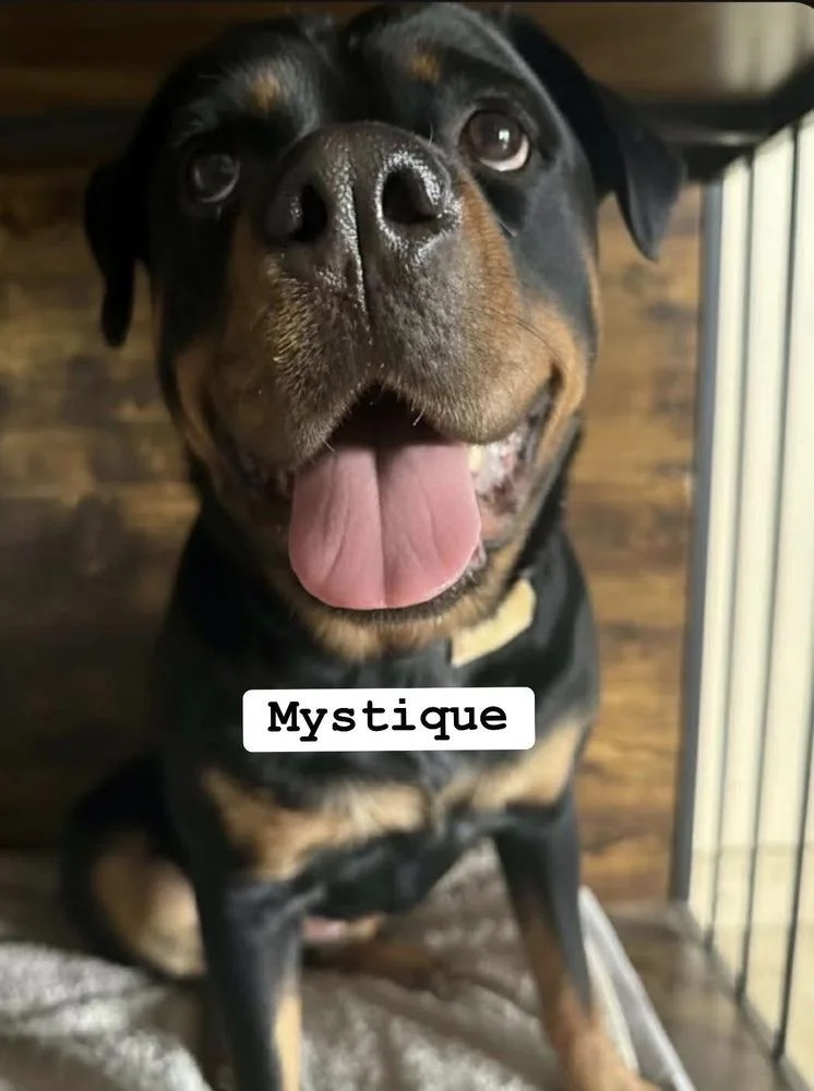 Mystique thumbnail 4