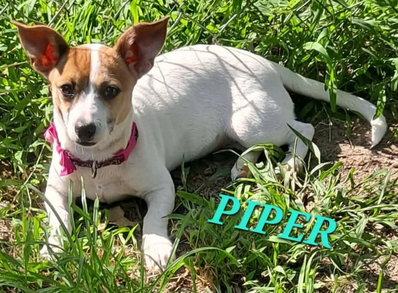 A baby small-sized female White / Cream Chihuahua dog named Piper Pepper for adoption in Andover, MA
