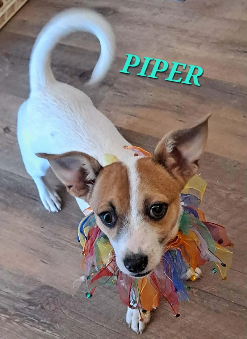 Piper Pepper thumbnail 2