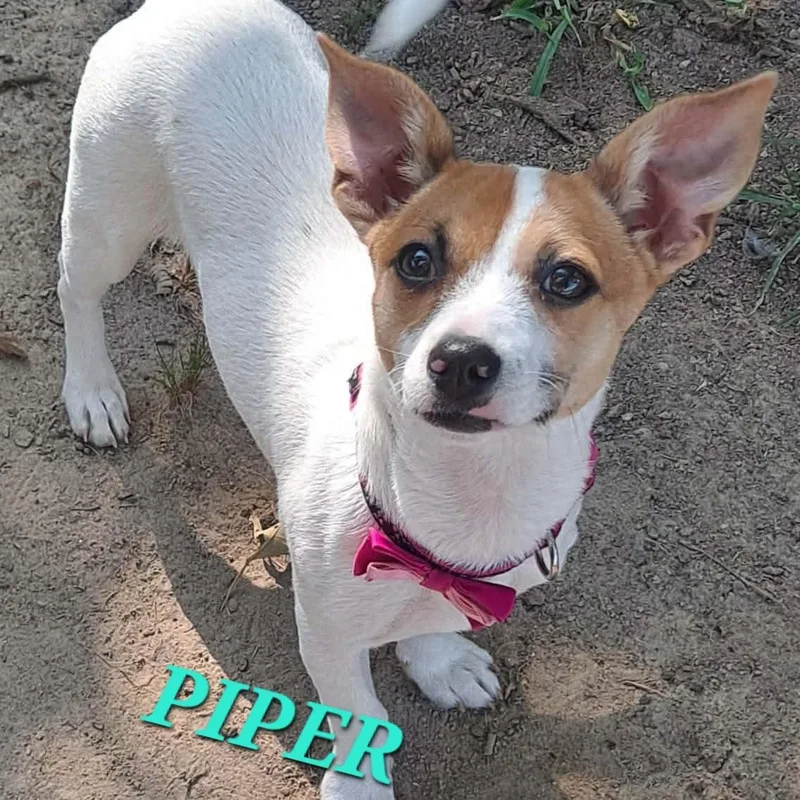 Piper Pepper thumbnail 3
