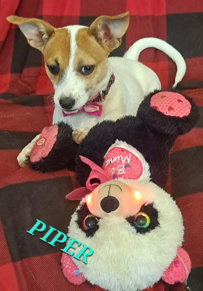 Piper Pepper thumbnail 4
