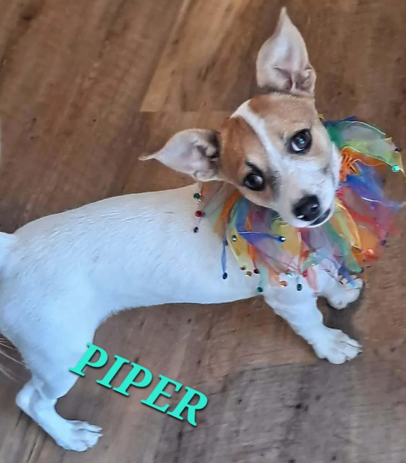 Piper Pepper thumbnail 5