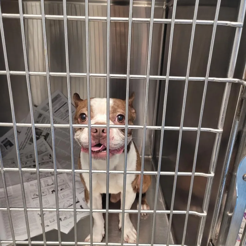 A young small-sized male Boston Terrier dog named Hotdog for adoption in Pottsville, PA