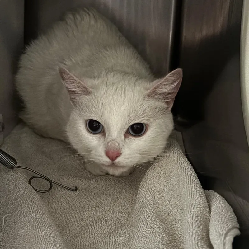 A senior medium-sized female White Domestic Short Hair cat named Cmow for adoption in Bristol, IN