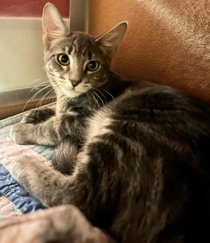 An adult small-sized female Domestic Short Hair cat named Dewdrop for adoption in Phoenix, AZ